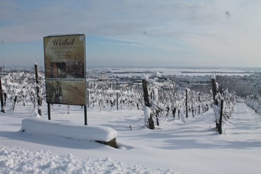 DOMAINE WEIBEL.jpg