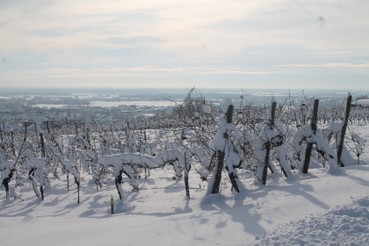 VIGNES WEIBEL NEIGE.jpg