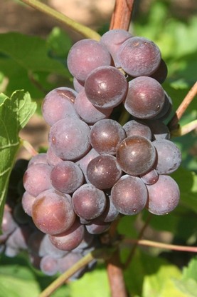 Image30.jpg